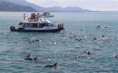 Dolphin Watching And Swimming With Dolphins In Kaikoura Silver Fern