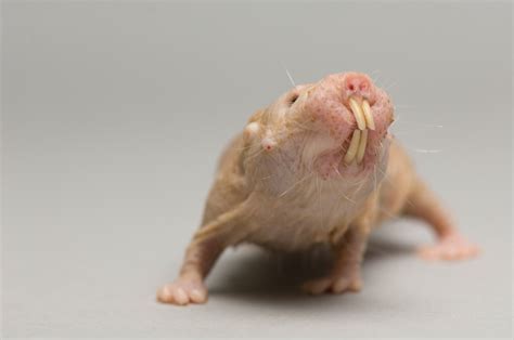 Naked Mole Rat Study Reveals An Astonishingly