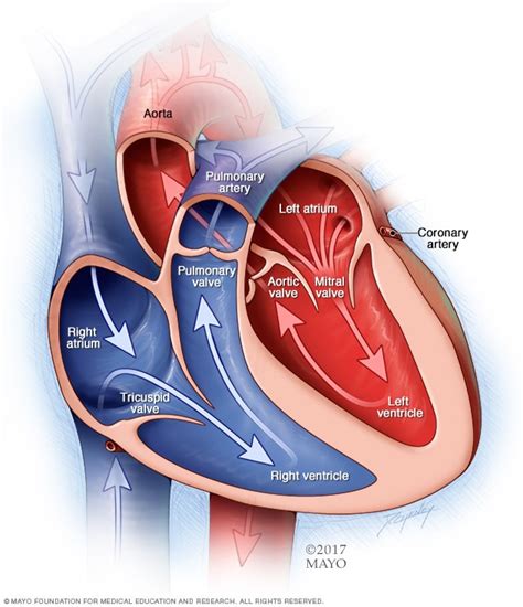Aortic Valve Stenosis Symptoms And Causes Mayo Clinic