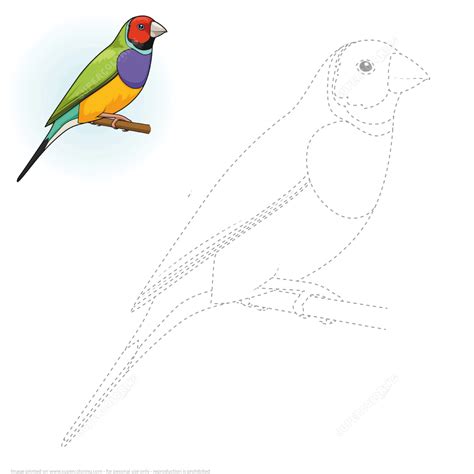 Draw A Gouldian Finch By Tracing Dashed Line And Color Super Coloring