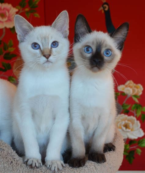 Ten Top Risks Of Balinese Kittens For Sale Balinese Kittens For Sale