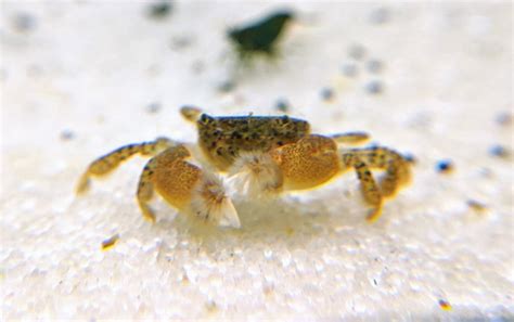 Freshwater Pom Pom Crab Explore These Fun Creatures