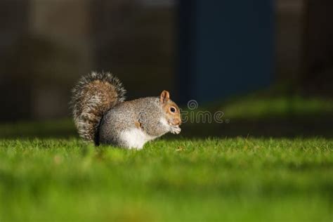 Fluffy Brown Squirrel Eating A Nut On Green Grass Stock Image Image