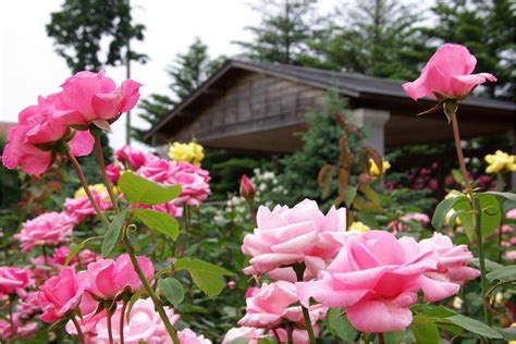 We're actually always impressed by the flowers on the interstates in north carolina too. Ten Tips for Growing Roses in Western North Carolina