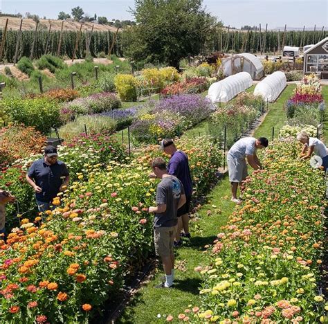 There is a pick your own flower farm in Idaho that will take your ...
