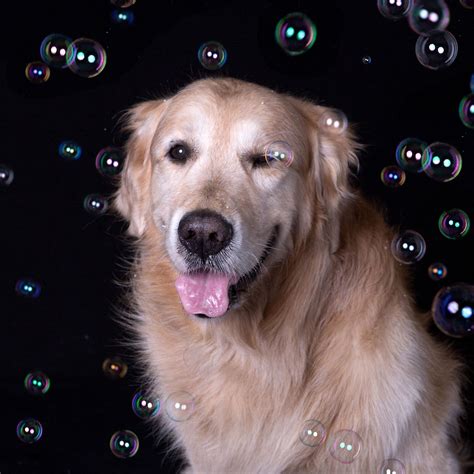 Bubble Dog Null Bubble Dog Dogs Bubbles