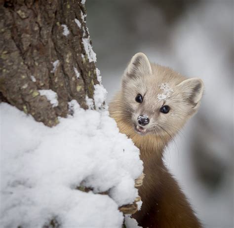 First Snow Pine Marten Focusing On Wildlife Pine Marten Cute