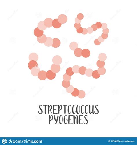 Streptococcus Pyogenes Pathogen Spherical Gram Positive Bacteria
