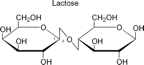Organic Chemistry Haworth Structures Of Sucrose And Lactose