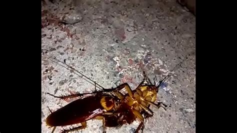Cockroaches Having Sex Xxx Mobile Porno Videos And Movies Iporntvnet