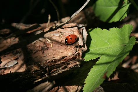 Wallpaper Leaves Nature Branch Insect Green Wildlife Ladybugs