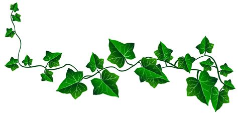 Ivy Leaves Clipart 20 Free Cliparts Download Images On Clipground 2024