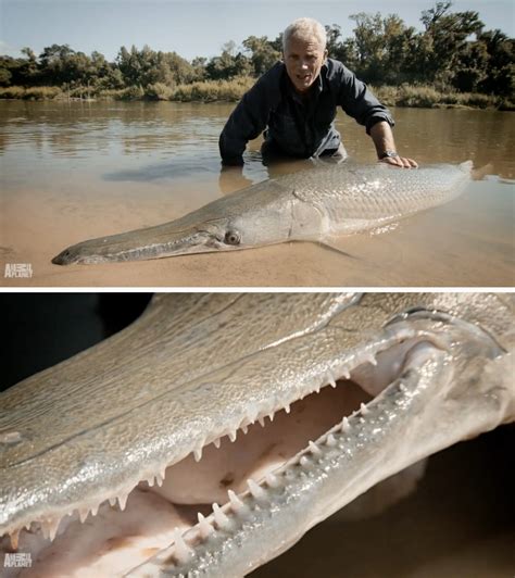 19 Unbelievable Fish Jeremy Wade Caught On River Monsters