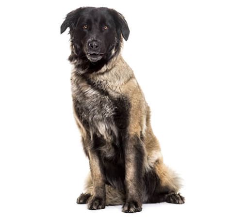 Estrela Mountain Dog Breed Information Purina