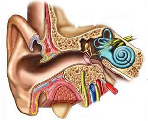 What Are The Signs Of An Ear Infection Ent Physicians Inc
