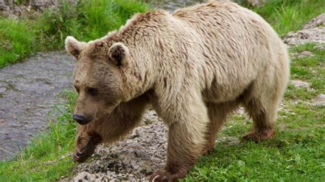 Where Do Brown Bears Live Facts About The Most Widespread