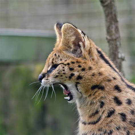 Serval Yawning By Asterixx93 On Deviantart