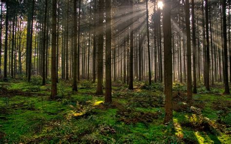 Cuáles Son Los Beneficios Ambientales De Los Bosques Pulmones Del Planeta Ecología Hoy