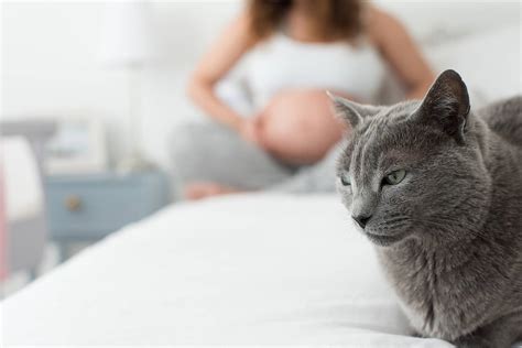 Toxoplasmosis In Cats Causes Symptoms And Treatment Kingsdale