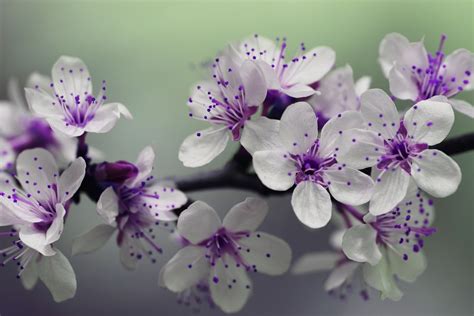 Flori Mov A Inflori Bloom Violet Fotografie Gratuită Pe Pixabay