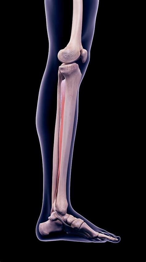 Leg Muscle Photograph By Sebastian Kaulitzkiscience Photo Library
