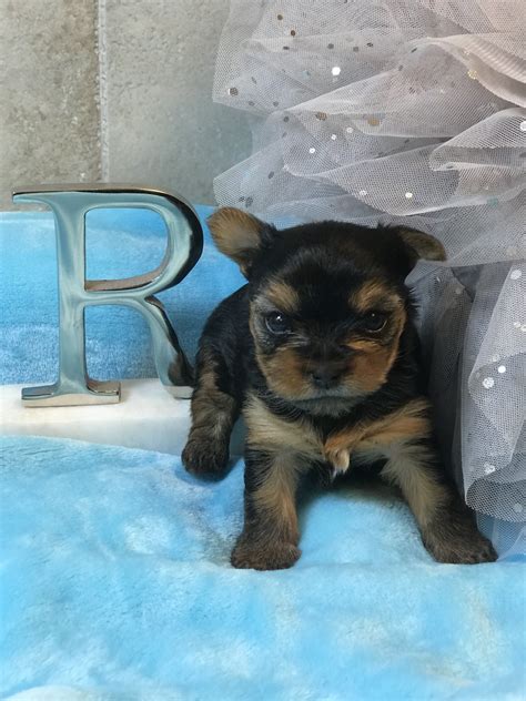 Lab Puppies For Sale California Craigslist