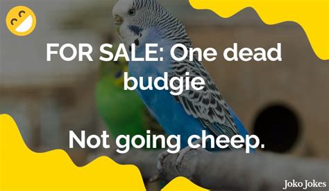 25 Budgie Jokes And Funny Puns Jokojokes