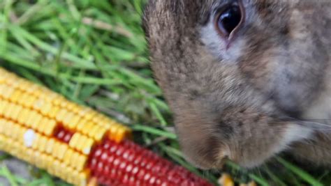 Close Up Of Rabbit Eating Corn Stock Footage Video 6969196 Shutterstock