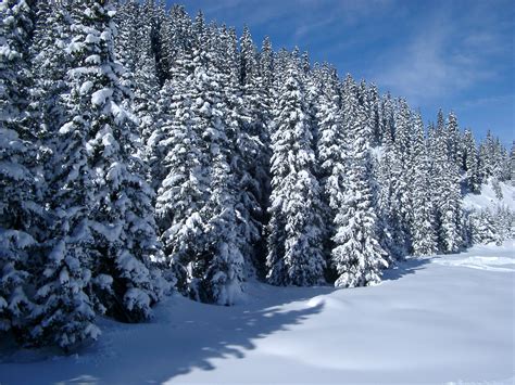 Trees Europe Winter Snow Holiday Alpine Pine Trees Christmas