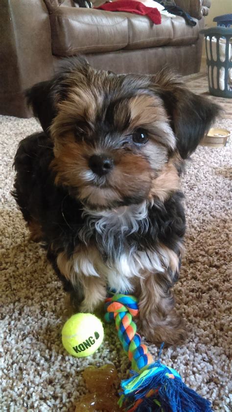 Check spelling or type a new query. Shorkie Puppies For Sale | Jeffersonville, IN #193630