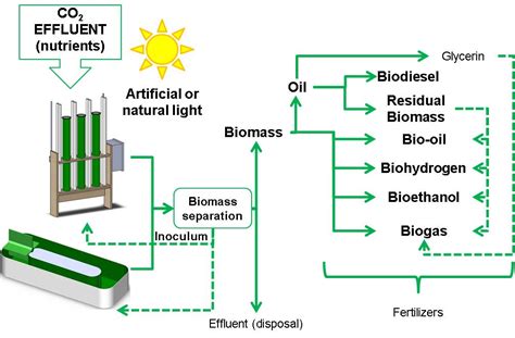 Potential Production Of Biofuel From Microalgae Biomass Produced In