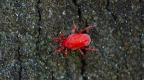 Missouri Clover Mites Control Nature Shield Pest Solution