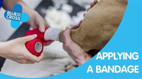 How To Apply A Bandage To Your Pet Blue Cross Pet Advice Youtube