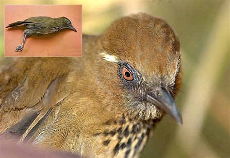 Rare Birds In India Unique Rare Bird