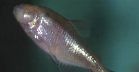 Upsetting Another Evolutionary Icon Blindness In Cave Fish Is Due To