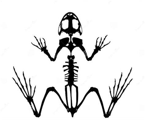 Frog Skeleton Silhouette Isolated On White Background Animals Anatomy