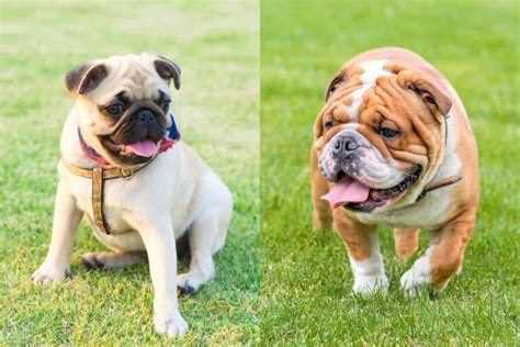Great Pug Mix With English Bulldog In The Year 2023 The Ultimate Guide