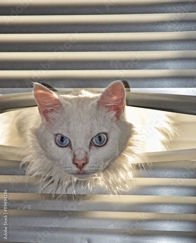 White Fluffy Cat With Blue Eyes Climbs Through The Blinds A Cat