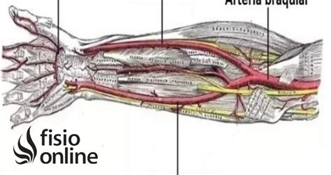 Radial Arteria Qué Es Ubicación Recorrido Ramificaciones Y Lesiones