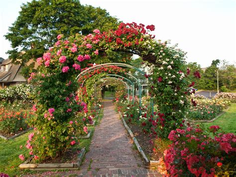 Rose Garden Border Ideas
