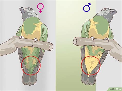 How To Tell The Sex Of Parrots Steps With Pictures Hot Sex Picture