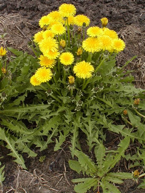 Dandelion Taraxacum Officinale Plant And Pest Diagnostics