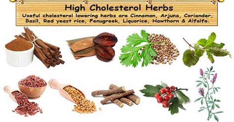 As part of this you should consider taking a certain plant supplement. High Cholesterol Herbal Treatments | 9 Herbs for High ...