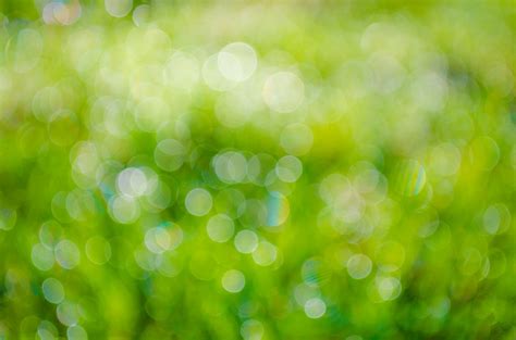 Free Images Grass Branch Light Bokeh Blur Abstract Plant Sky