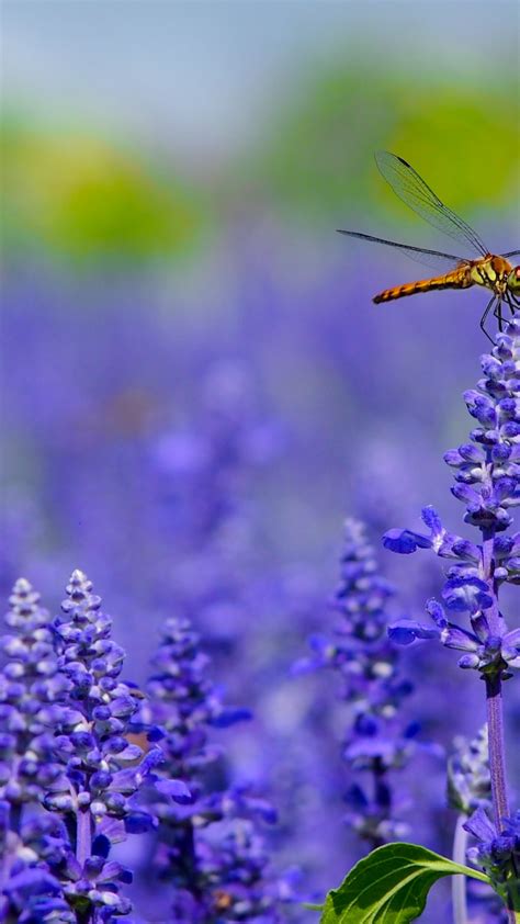 Free Download Dragonfly On Lavender Iphone Wallpaper Idrop News