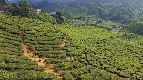 Tea Plantations In The Cameron Highlands In Malaysia