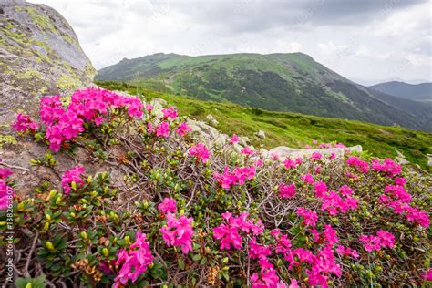 Spring Pink Rhododendrons Flower In Mountain Stock Foto Adobe Stock