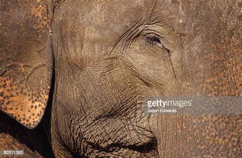 Crying Elephant Photos And Premium High Res Pictures Getty Images