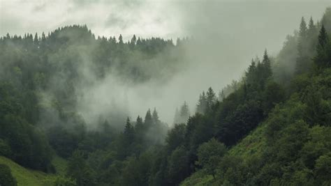 Timelapse Of Misty Fog Blowing Over Mountain With Pine Tree Forest With