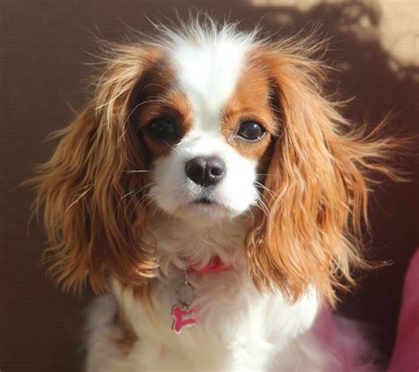 Bubbles The Cavalier King Charles Spaniellooks Just Like My S